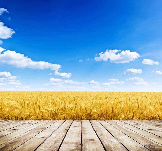 عکس گندم زار هنگام طلوع خورشید عکس گندم زار هنگام طلوع خورشید