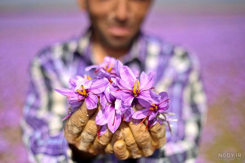 فرارو | (تصاویر) برداشت زعفران از مزارع تربت‌ حیدریه و زاوه