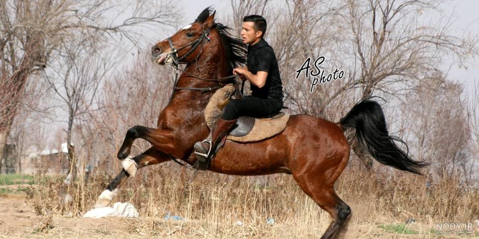 مجموعه پرورش اسب داوود حیدری اصفهان؛ آدرس، تلفن، ساعت کاری، تصاویر ... مجموعه پرورش اسب داوود حیدری اصفهان؛ آدرس، تلفن، ساعت کاری، تصاویر ...