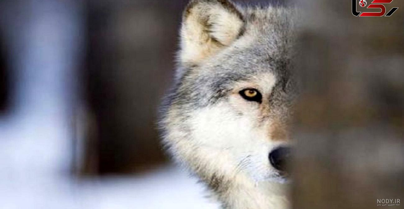 معرفی نژاد گرگاس (سگ گرگی) 😨🐺 - YouTube معرفی نژاد گرگاس (سگ گرگی) 😨🐺 - YouTube