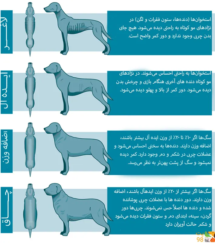 نژاد سگ تازی ایرانی بهتر است یا افغان؟ قیمت خرید سگ سگ تازی شکاری ... نژاد سگ تازی ایرانی بهتر است یا افغان؟ قیمت خرید سگ سگ تازی شکاری ...