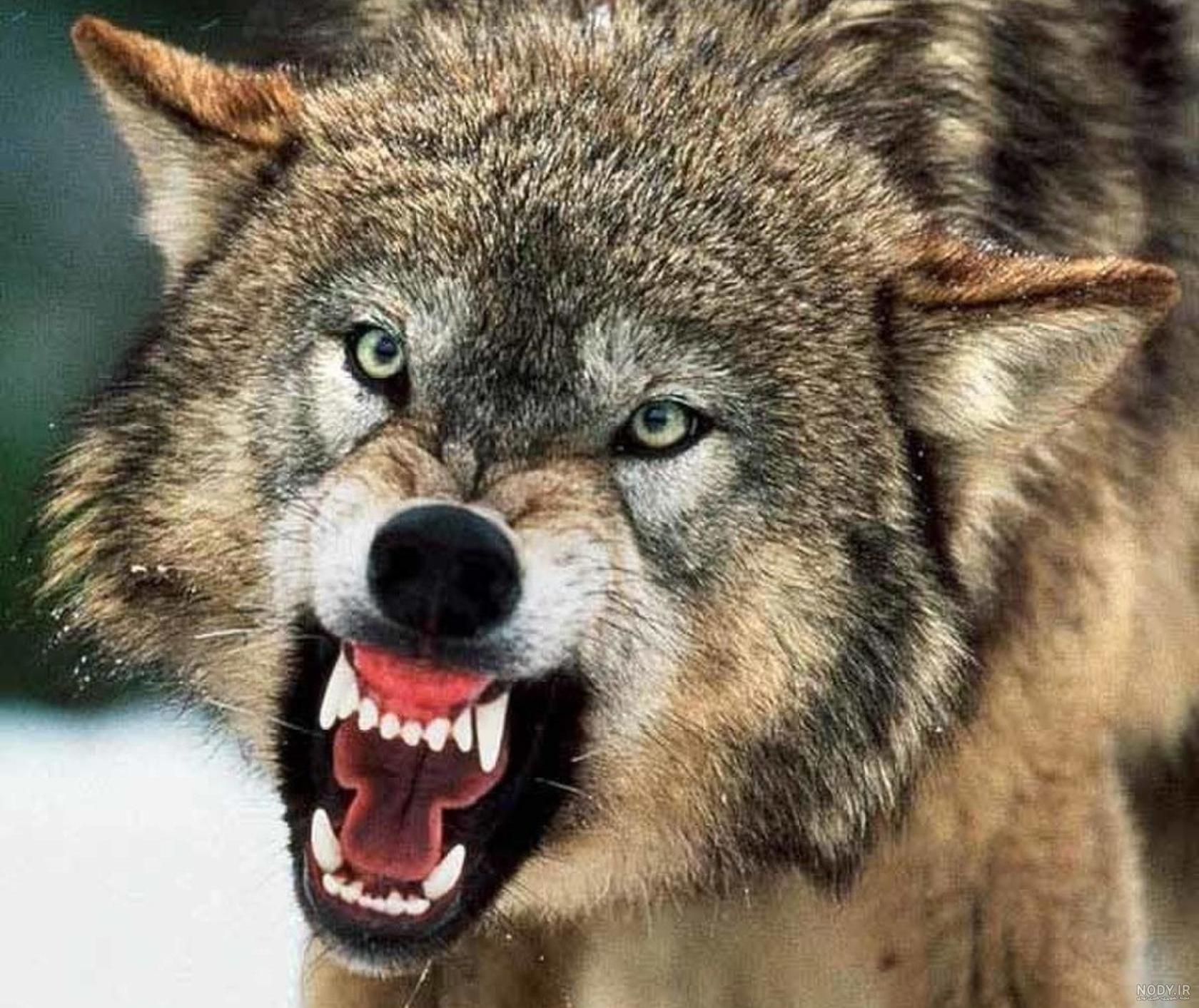 گرگاس یا سگ گرگی (wolfdog) | طرفداری گرگاس یا سگ گرگی (wolfdog) | طرفداری