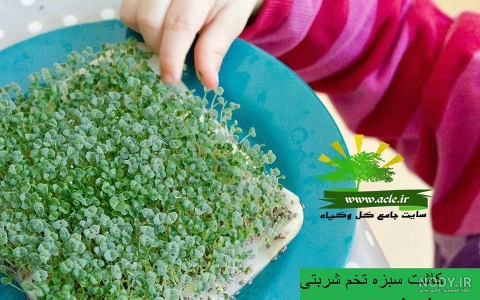 55 عکس فانتزی و جذاب سبزه عید نوروز 55 عکس فانتزی و جذاب سبزه عید نوروز