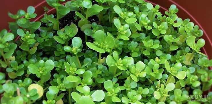 آموزش کاشت سبزه عيد نوروز آموزش کاشت سبزه عيد نوروز