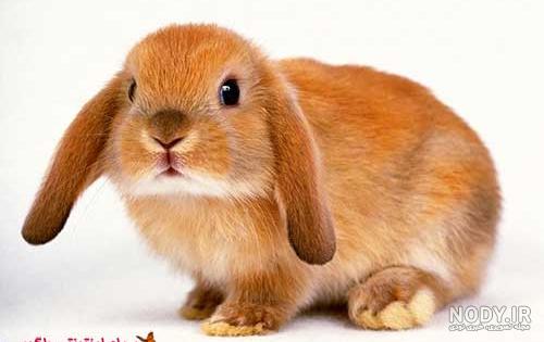 خرگوش های بامزه و دیدنی! / عکس خرگوش های بامزه و دیدنی! / عکس