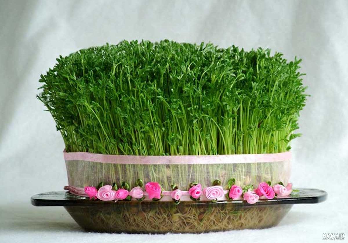 سبزه خرفه؛ نحوه کاشت سبزه خرفه برای عید نوروز - ستاره سبزه خرفه؛ نحوه کاشت سبزه خرفه برای عید نوروز - ستاره