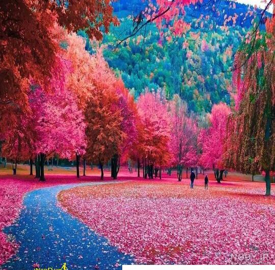 عکس با کیفیت طبیعت برای دسکتاپ - والپیپر و بک گراند عکس با کیفیت طبیعت برای دسکتاپ - والپیپر و بک گراند
