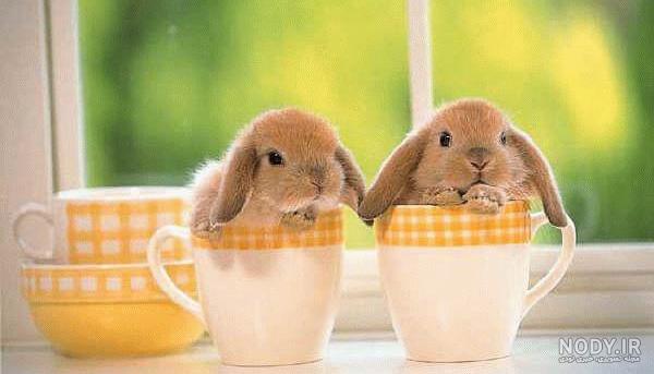 عکس های خرگوش ها عکس های خرگوش ها