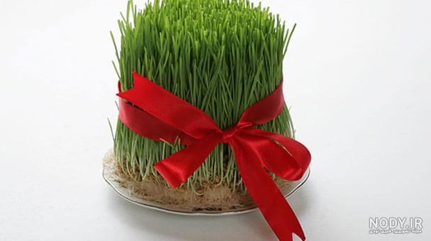 عکس سبزه عید عکس سبزه عید