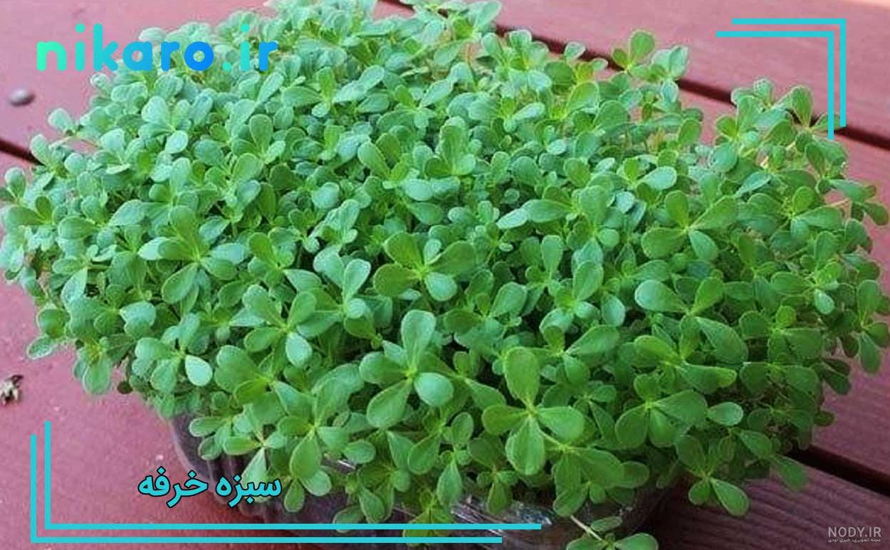 عکس سبزه های عید ️ [ بهترین تصاویر ]