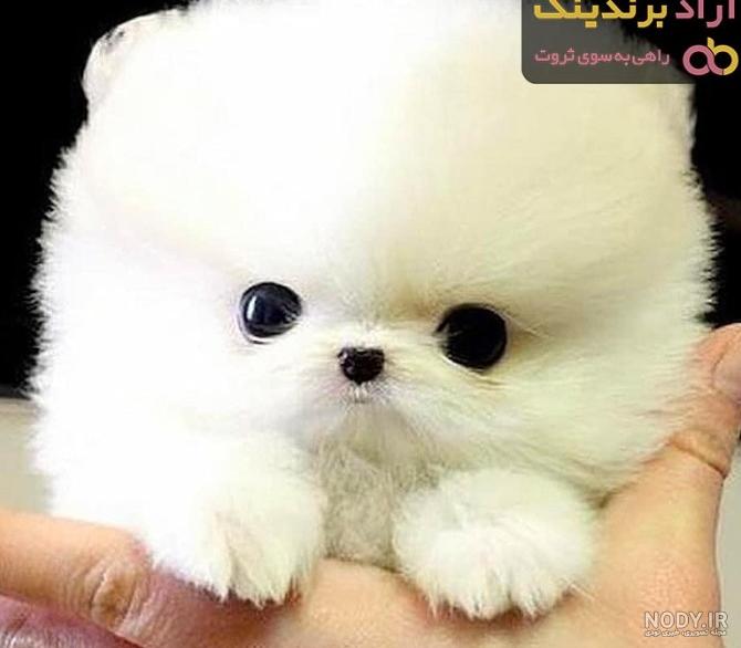 عکس سگ رنگی رنگی