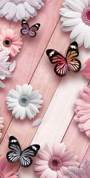 عکس پروانه با پس زمینه سیاه