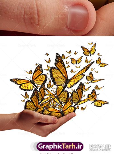 عکس پروانه با پس زمینه مشکی