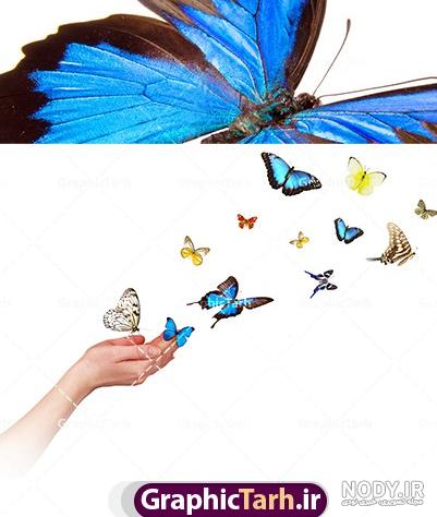 عکس پروانه مشکی طلایی - عکس نودی