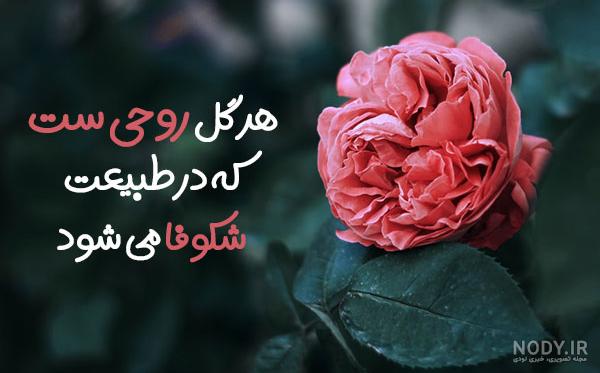 عکس گلهای زیبا نوشته دار ️ [ بهترین تصاویر ]