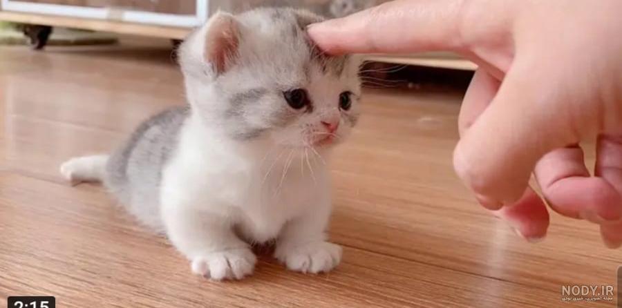 مجموعه عکس سگ جیبی فنجونی (جدید)
