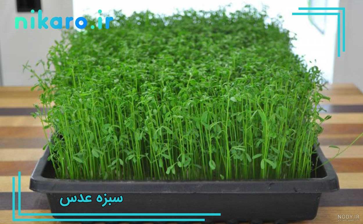 مدل سبزه عید نوروز جدید با طرح های بسیار زیبا و فانتزی مدل سبزه عید نوروز جدید با طرح های بسیار زیبا و فانتزی