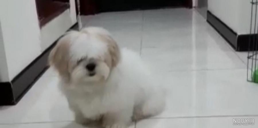 Malshi Dog Breed | Facts, Highlights & Buying Advice | Pets4Homes | Dog ...