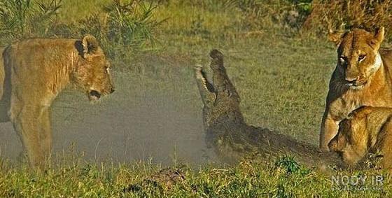 آب طلب نکرده همیشه مراد نیست آب طلب نکرده همیشه مراد نیست