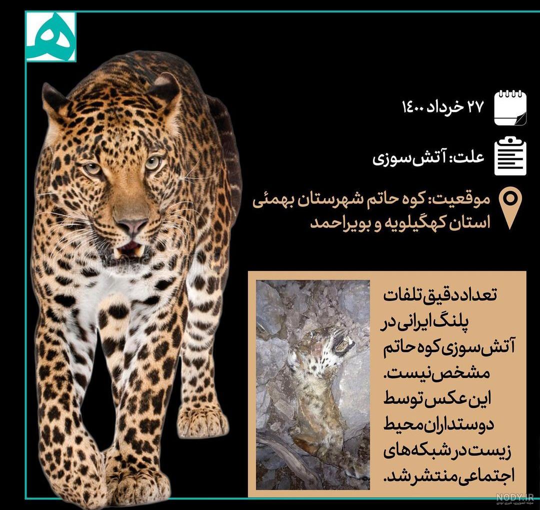 از چهار یوزپلنگ آسیایی در پناهگاه حیات وحش دره انجیر تصویربرداری ...