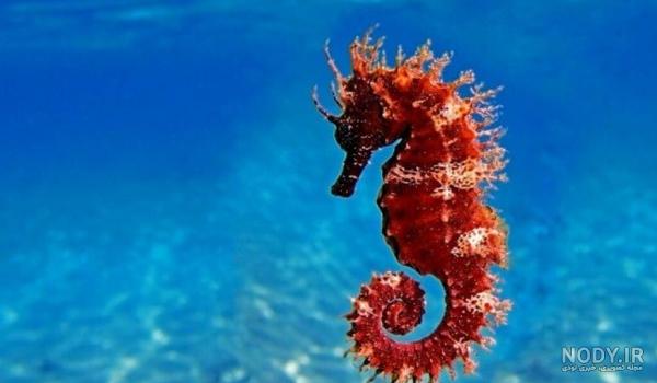 اسب دریایی درنده ترین موجود آبهای زمین