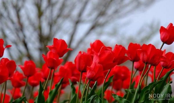 عکس نقاشی گل لاله بدون رنگ برای رنگ آمیزی کودکان و بزرگسالان - دلبرانه