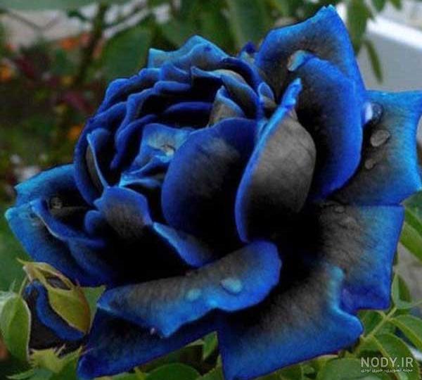 عکس گل رز با حروف f عکس گل رز با حروف f
