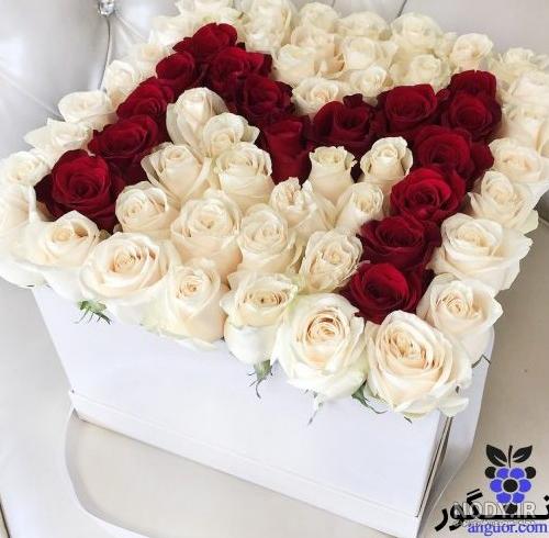 عکس گل رز فیروزه ای عکس گل رز فیروزه ای