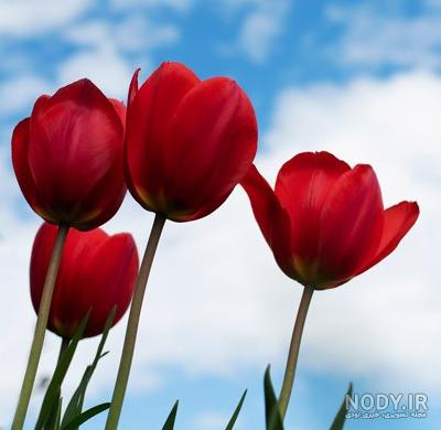 عکس گل لاله برای نقاشی