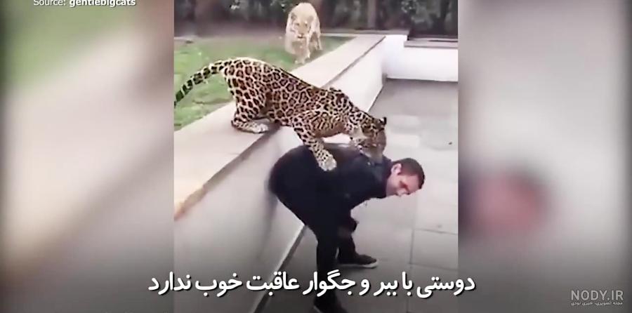 عکس یوزپلنگ سیاه - عکس نودی