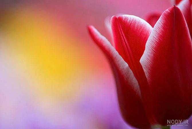 مجموعه عکس گل لاله قرمز نقاشی (جدید)
