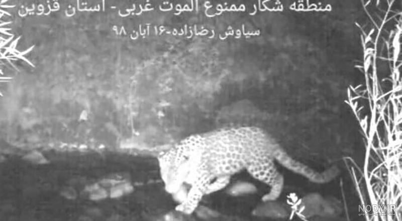 مجموعه عکس یوزپلنگ ایرانی و افریقایی - ستاره