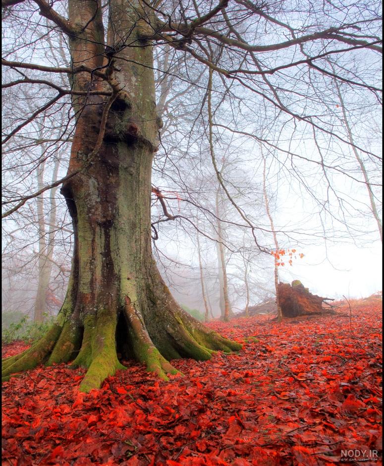  عکس کلبه در جنگل پاییزی