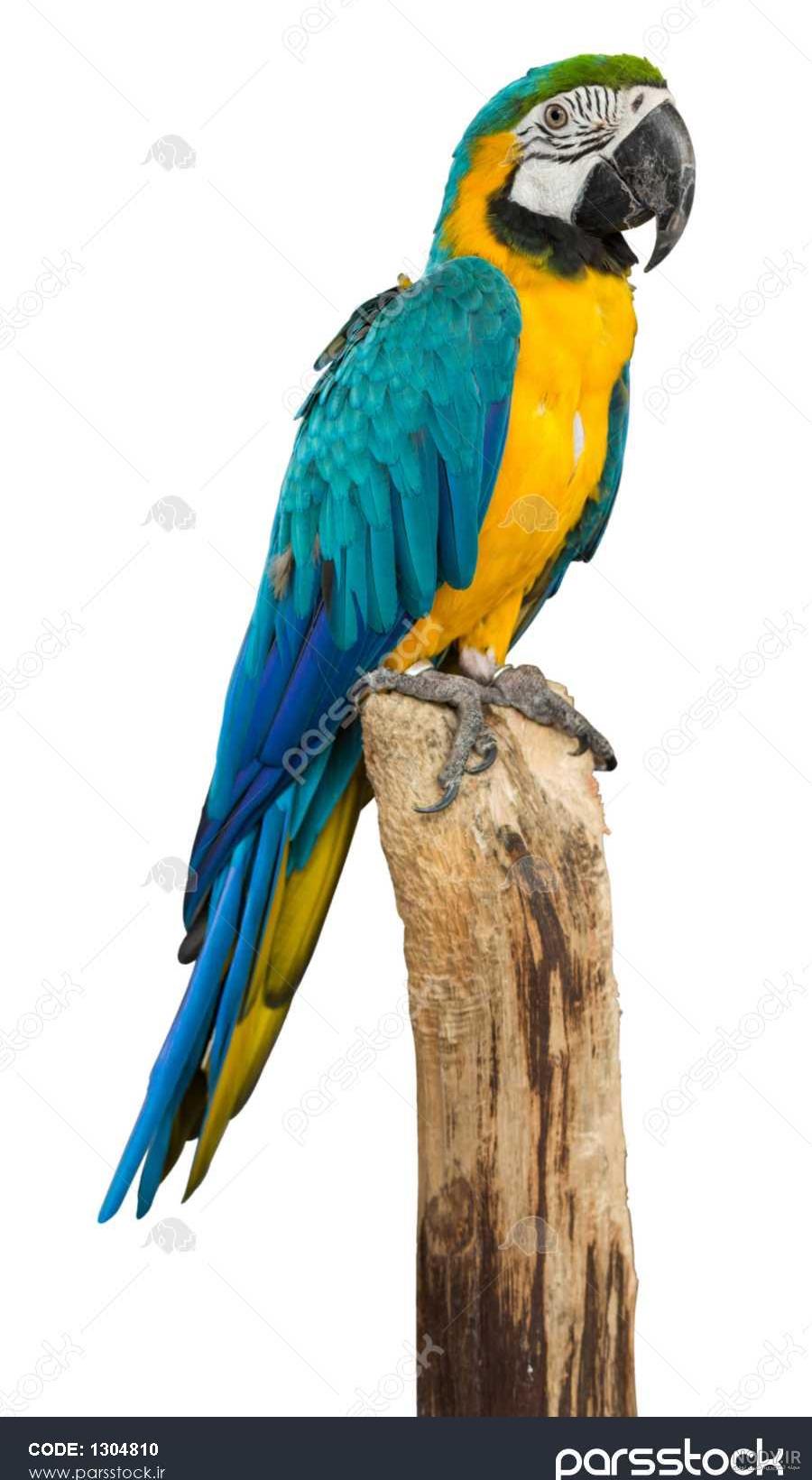 دانلود عکس طوطی کاکادو با کاکل سفید و زیبا دانلود عکس طوطی کاکادو با کاکل سفید و زیبا