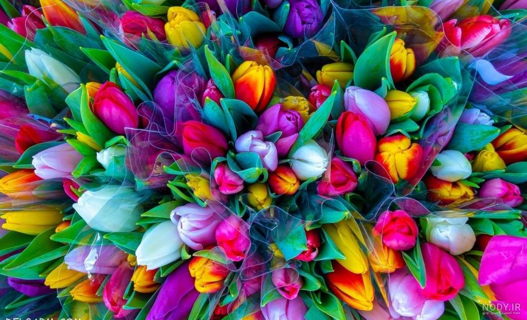 عکس بهار برای پروفایل واتساپ عکس بهار برای پروفایل واتساپ