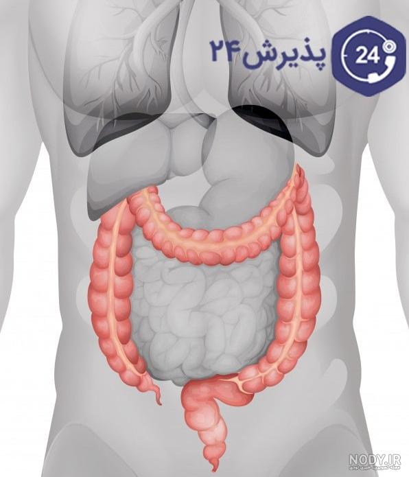 عکس داخل شکم انسان - عکس نودی