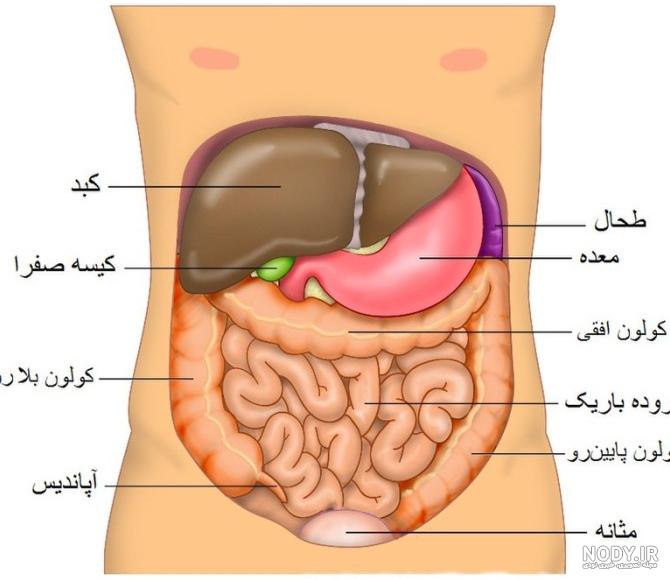 عکس داخل شکم انسان - عکس نودی