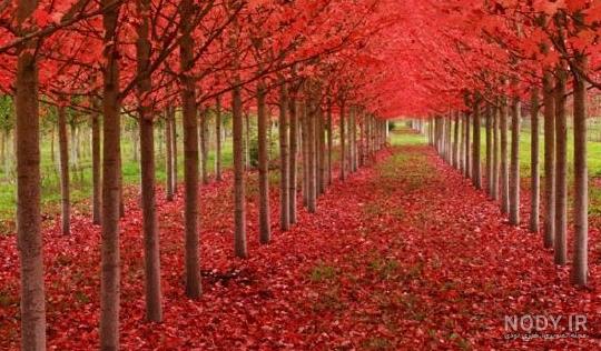 عکس زیبای طبیعت
