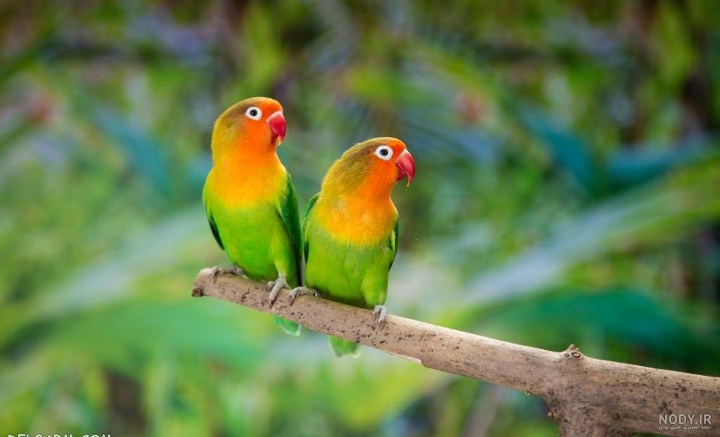 عکس طوطی برای پس زمینه عکس طوطی برای پس زمینه