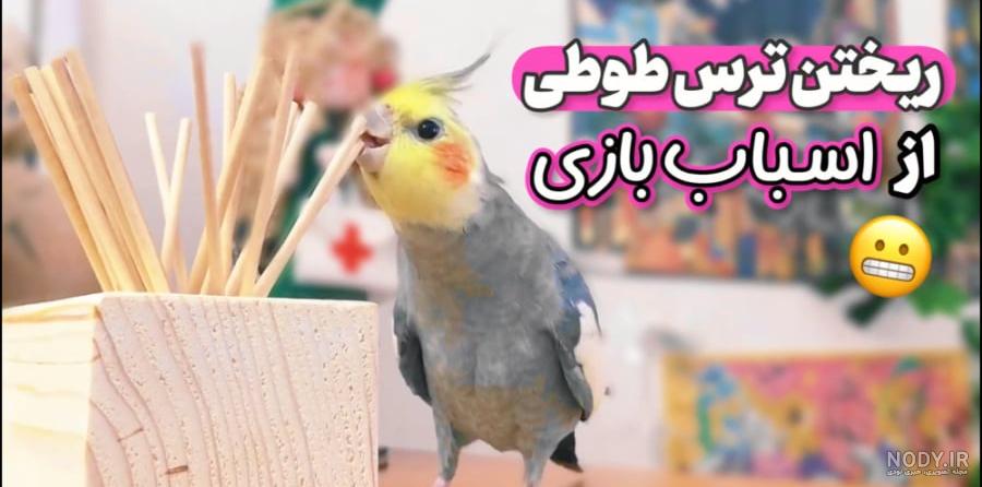 عکس عروس هلندی پرنده