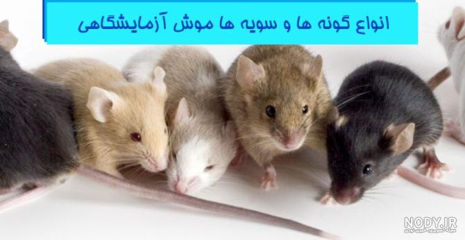 عکس موش سیاه