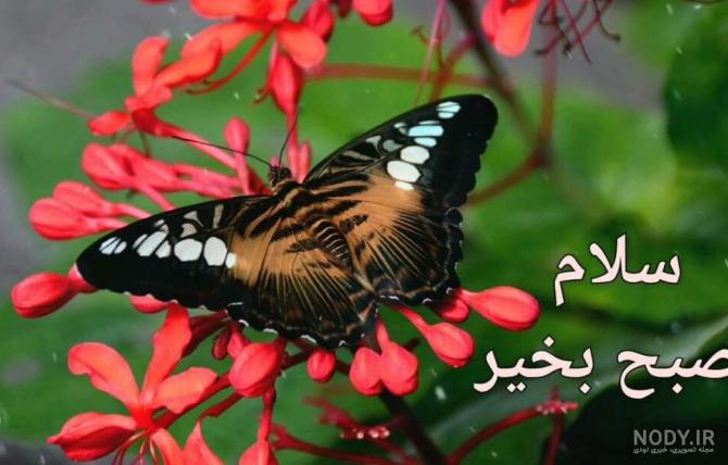 عکس نوشته صبح بخیر متحرک