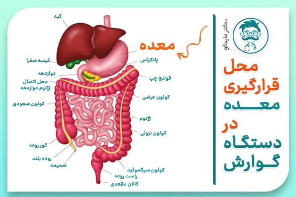 عکس واقعی داخل شکم