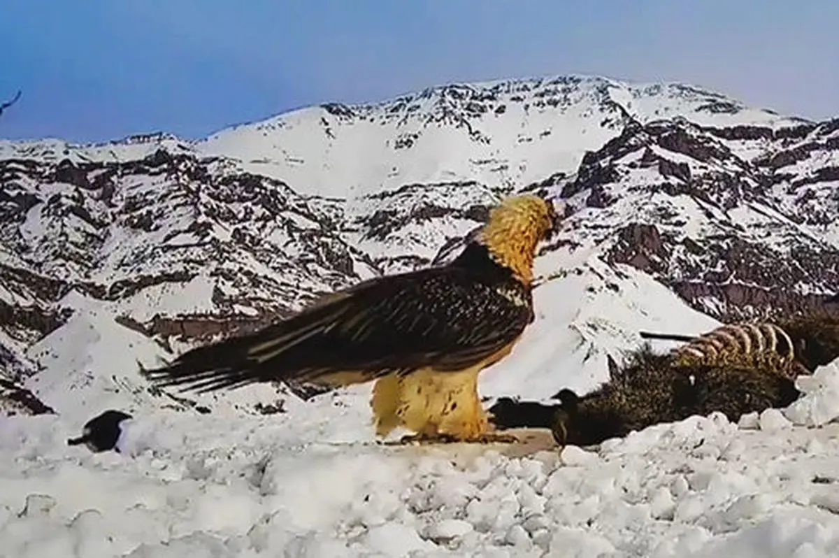 عکس واقعی هما در سریال پایتخت عکس واقعی هما در سریال پایتخت