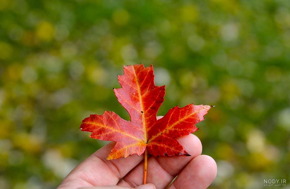 عکس پاییزی برگ