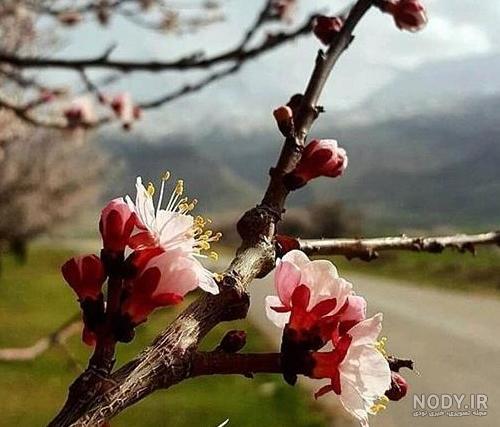 عکس پروفایل بهار 2023 | عکس بهار | عکس پروفایل طبیعت | عکس طبیعت ... عکس پروفایل بهار 2023 | عکس بهار | عکس پروفایل طبیعت | عکس طبیعت ...