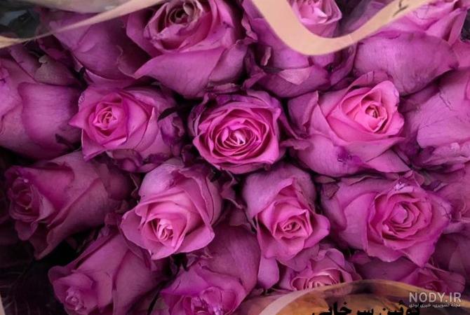 عکس گل رز هلندی زیبا
