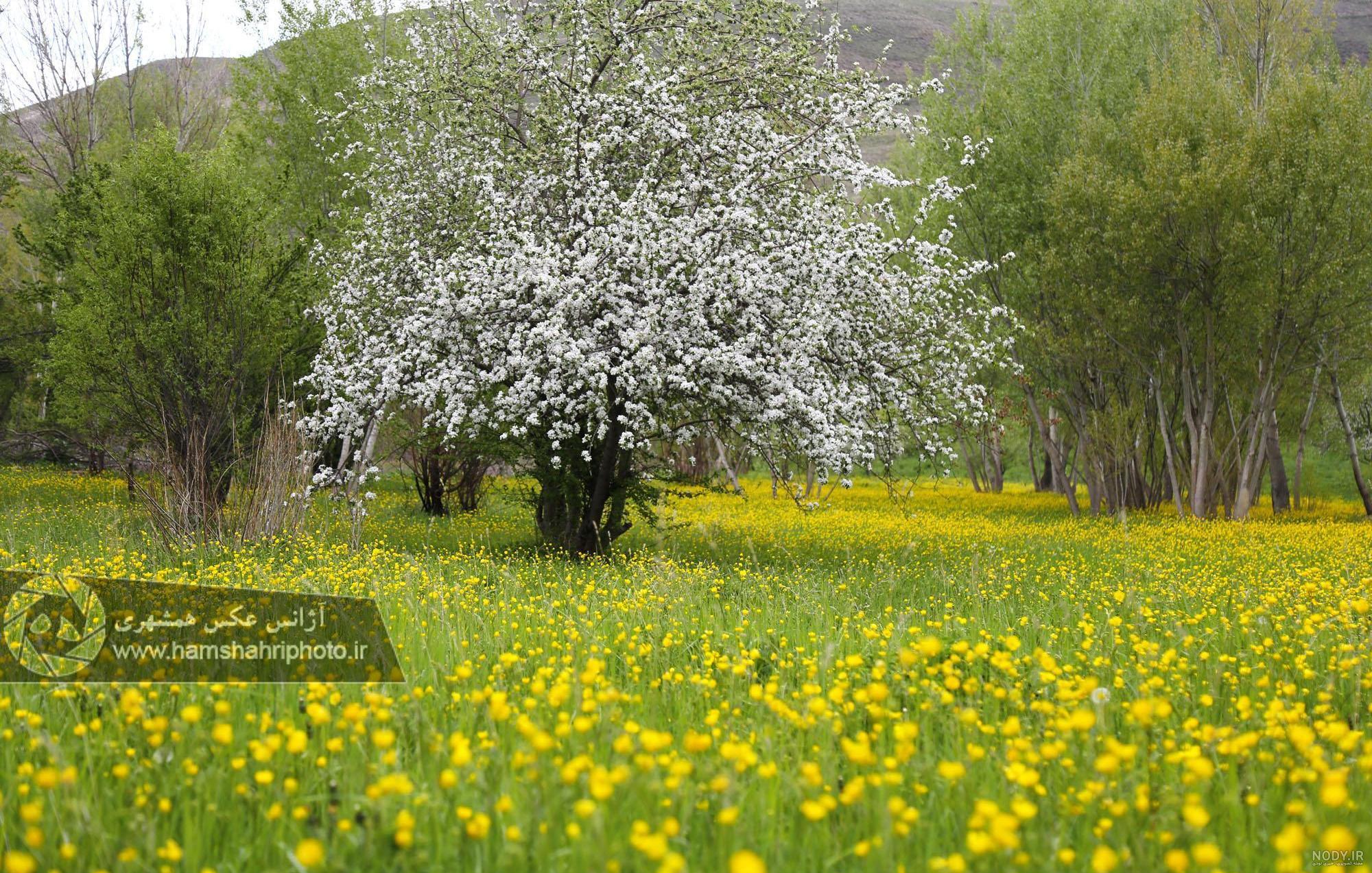 عکسهای طبیعت زیبا وبکر - کامل (مولیزی) عکسهای طبیعت زیبا وبکر - کامل (مولیزی)