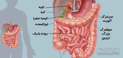معده کجای بدن انسان است؟ شکل و آناتومی + بیماری ها
