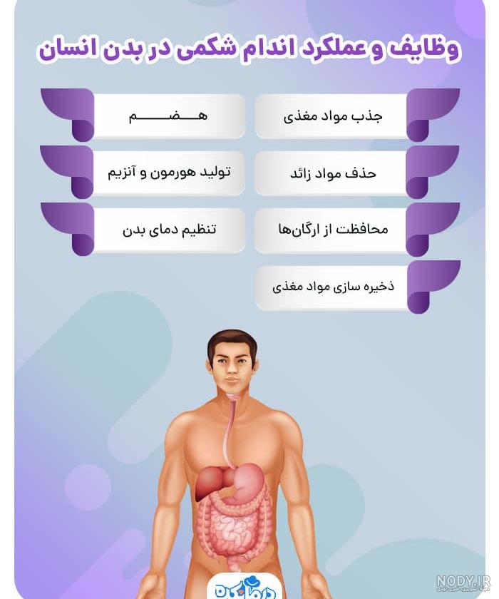 معده کجای بدن انسان است؟ شکل و آناتومی + بیماری ها